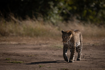 Leopard walks on sandy ground past trees