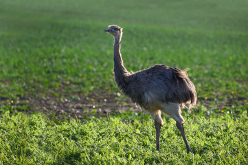 Wild american greater rhea or nandu (Rhea americana) on a field in Mecklenburg-Western Pomerania, Germany. A group of these ratites escaped from an enclosure and has now established itself, copy space