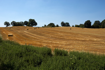 Obraz premium FIELD OF BARLEY STUBBLE WITH BAILS OF STRAW