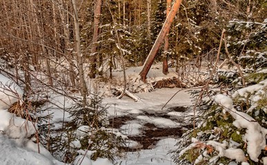 tree in the forest