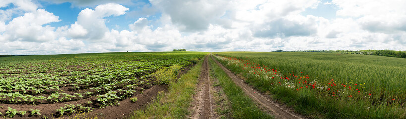 Panoramic view of country road and green field of sunflowers and barley early in springtime