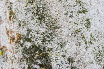 lichen on the wall