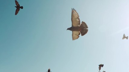 Flock of doves  A flock of birds against the sky  slow motion 120fps