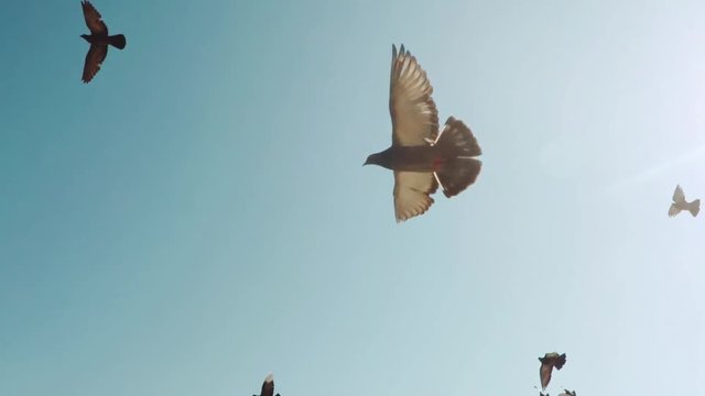 Flock of doves  A flock of birds against the sky  slow motion 120fps