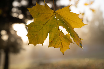 Tree branches with yellow autumn leaves