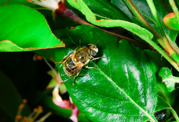 Feed aphid fly, in the wild