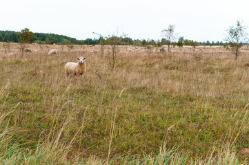 Sheep in the middle of the field.