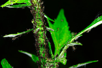 Aphids, close-up