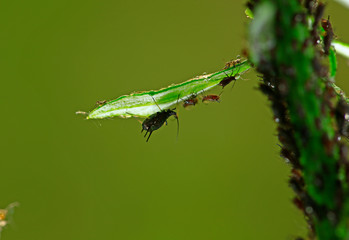 Aphids, close-up