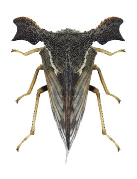 Cicada Anchon yunnanensis on a white background