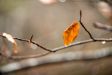 Sola aislada en las ramas del árbol en el invierno frío y húmedo