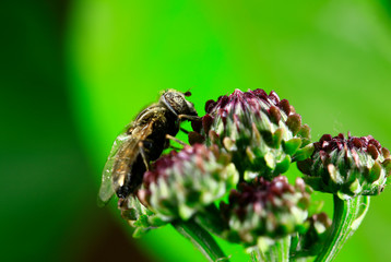 The gadfly, taken in the wild