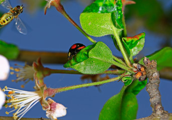 The beetles, close-up