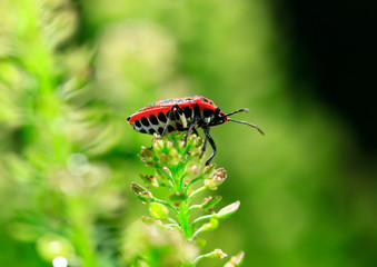 Bugs families and insects
