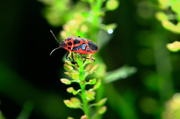 Bugs families and insects