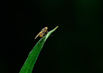 Embalmed, taken in the wild