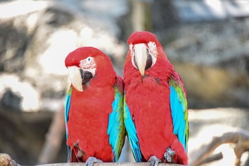 Red Parrots