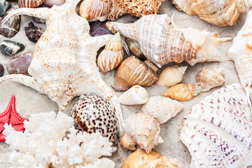 Thailand beach summer background – seashells and sea stars on the sand, copy space for text
