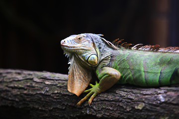 Close up portrait of Green iguana