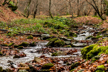 río en el bosque en pleno otoño con las hojas en el suelo 