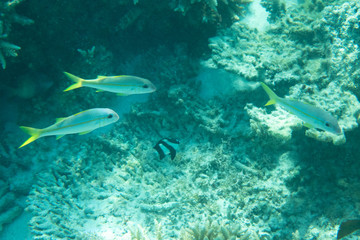 Reef with marine animals fish in ocean sea