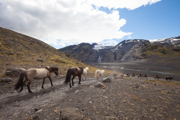 Naklejka premium horses in the mountains