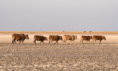 Fototapeta na wymiar herd of cattle on Makgadikgadi Pan, Nwetwe Pan in Botswana