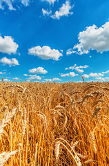 Fototapeta na wymiar Wheat ears and cloudy sky