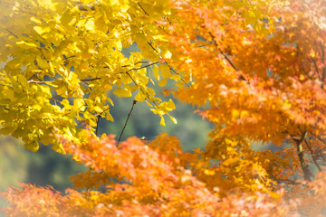 Colorful of leaves in autumn.