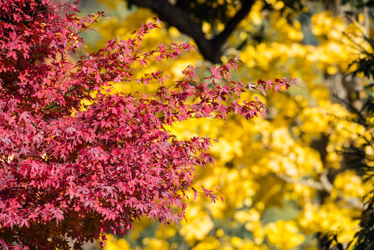 Colorful of leaves in autumn.