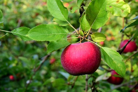 Reife rote Äpfel - Apfelernte