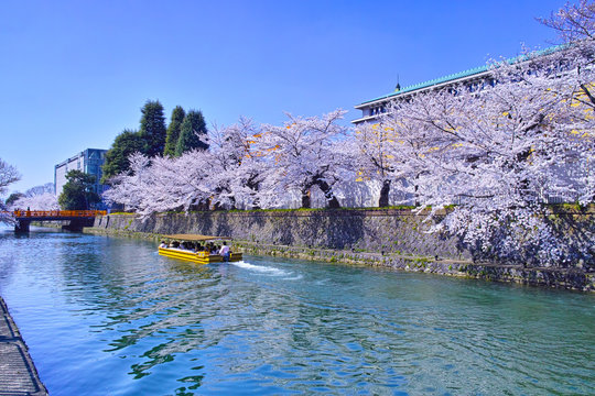 春の京都、満開の桜咲く琵琶湖疎水と遊覧船

