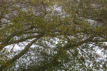 Ramas con hojas y frutos de aliso. Alnus glutinosa.