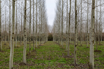 Obraz premium Plantación de chopo canadiense en otoño. Populus canadensis.