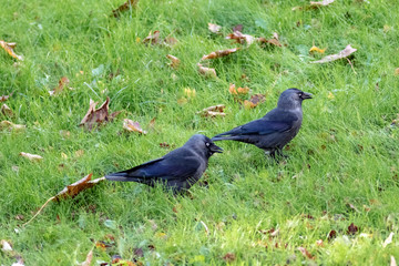 Dohlen auf einer Herbstwiese