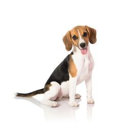 beagle dog isolated on white 