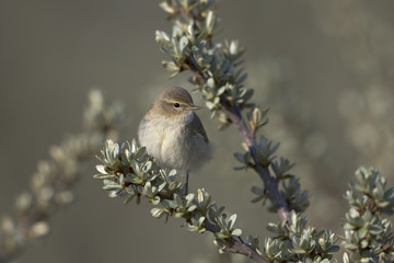 A common chiffchaff (Phylloscopus collybita) perched on a branch.With a beautiful clean dark green colored background.