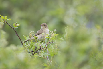 A common chiffchaff (Phylloscopus collybita) perched on a branch .With a beautiful light green coloured background with leafs and branches.