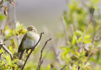 A willow warbler (Phylloscopus trochilus) showing its territory by singing loud on a branch. In a bright green background with leafs and branches.