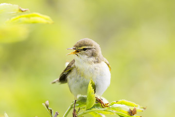 A willow warbler (Phylloscopus trochilus) showing its territory by singing loud on a branch. In a bright green background with leafs and branches.