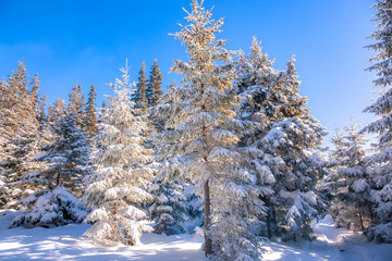 snowy fir trees
