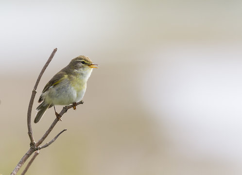 A willow warbler (Phylloscopus trochilus) perched on a branch and singing.With a beautiful clean brown colored background.