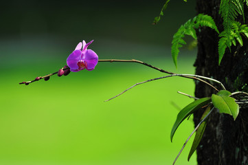 Orchid flower on the Wild