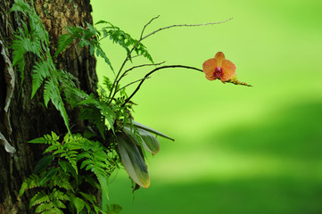 Orange orchid o the garden