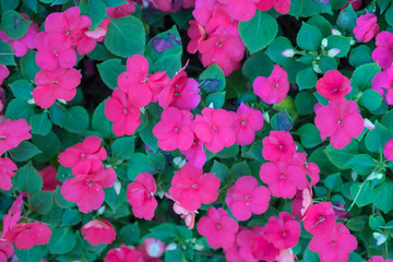 seamless floral background with flowers