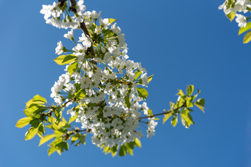 Cherry blossoms in spring.