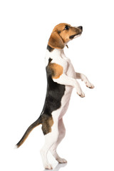 beagle dog isolated on white 