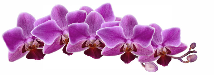 Orchid flower close-up on white background - 237352572