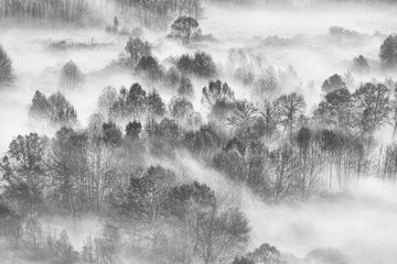 Foresta con nebbia al mattino