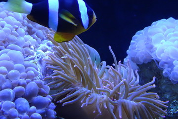 Animals and nature